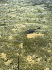 Pterygoplichthys