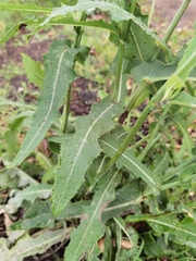 Sonchus wightianus