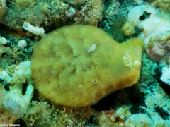 Talochlamys multistriata