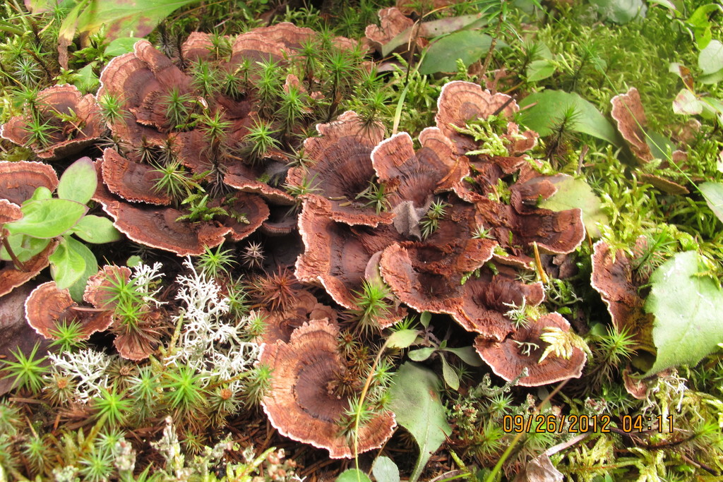 Hydnellum subzonatum