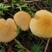 Cystoderma amianthinum rugosoreticulatum - Photo (c) mycowalt, some rights reserved (CC BY-SA), uploaded by mycowalt
