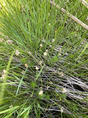 Eleocharis uniglumis