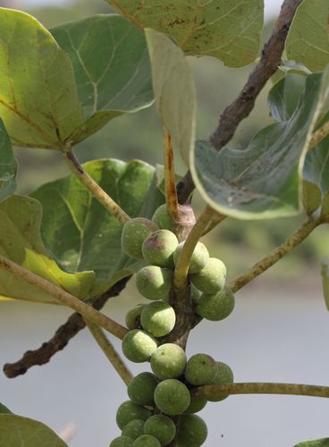 Large-leaved rock fig (Ficus abutilifolia)