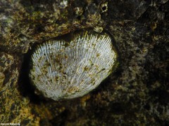 Siphonaria pectinata