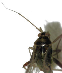 Diomocoris ostiolum