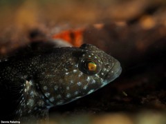 Mauligobius maderensis