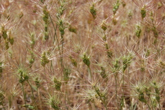 Aegilops