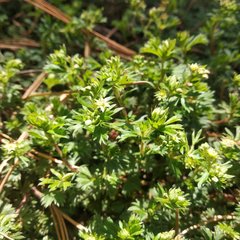 Alchemilla procumbens
