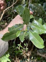 Acronychia oblongifolia