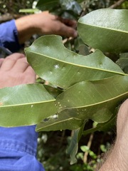 Acronychia oblongifolia