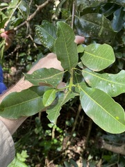 Acronychia oblongifolia
