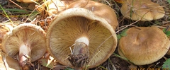 Paxillus involutus image