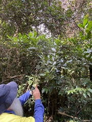 Acronychia oblongifolia