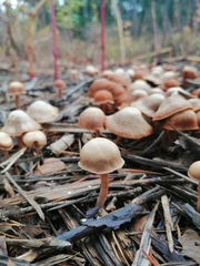 Tubaria furfuracea
