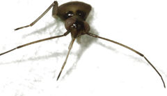Diomocoris ostiolum