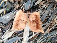 Tubaria furfuracea