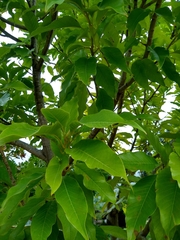 Magnolia × alba