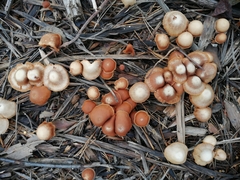 Tubaria furfuracea