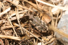 Neocicindela garnerae