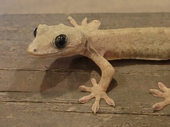 Gekko japonicus