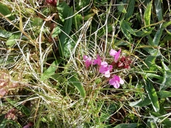 Pedicularis sylvatica