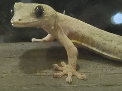 Gekko japonicus