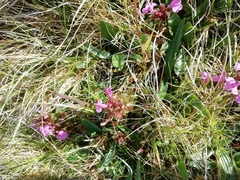 Pedicularis sylvatica