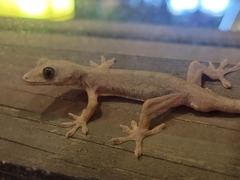 Gekko japonicus
