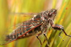 Maoricicada campbelli