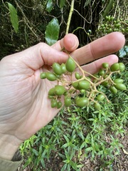 Pennantia cunninghamii