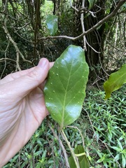 Pennantia cunninghamii