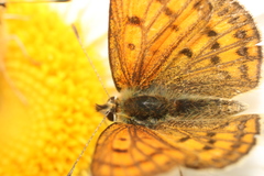 Lycaena salustius