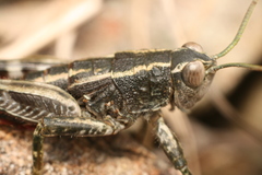 Sigaus australis