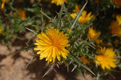 Scolymus