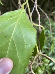 Pennantia cunninghamii