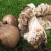 Megacollybia subfurfuracea - Photo (c) mycowalt, some rights reserved (CC BY-SA), uploaded by mycowalt