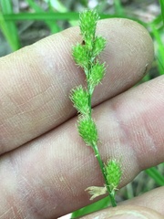 Carex tribuloides sangamonensis