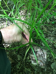Carex tribuloides sangamonensis