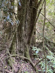 Pennantia cunninghamii