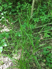 Carex tribuloides sangamonensis