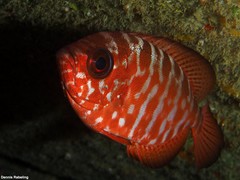 Heteropriacanthus fulgens