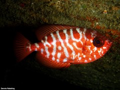 Heteropriacanthus fulgens