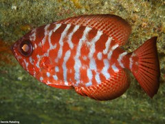 Heteropriacanthus fulgens