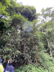 Pennantia cunninghamii