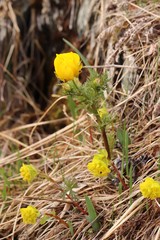 Adonis apennina