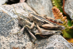Sigaus australis