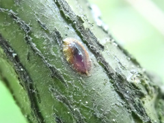 Parthenolecanium corni