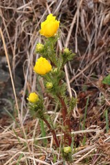 Adonis apennina
