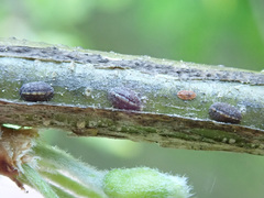 Parthenolecanium corni