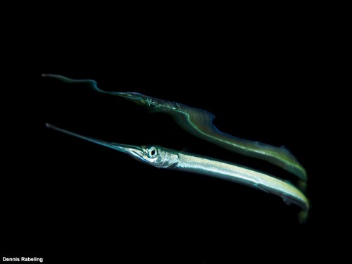 photo of Keeltail Needlefish (Platybelone argalus)